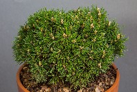 Pinus mugo 'Zwergkugel'